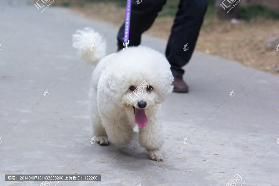 比熊