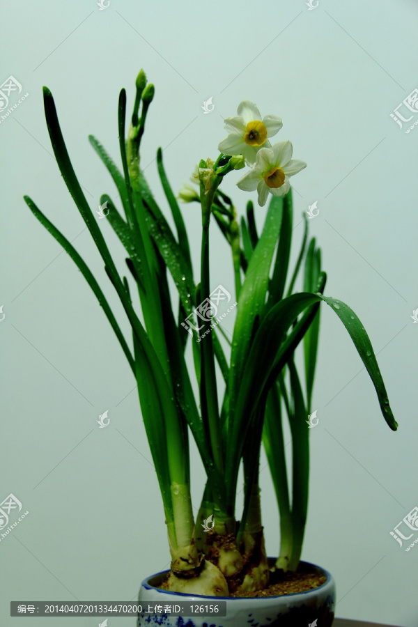 水仙花
