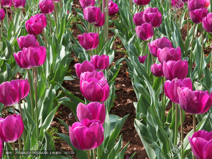 郁金香花海