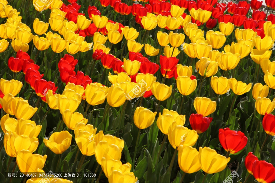 郁金香花海