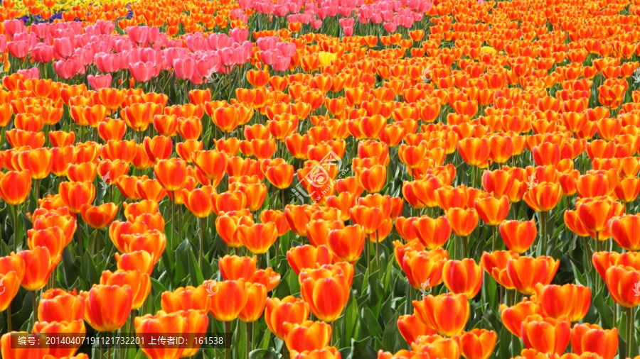 郁金香花海