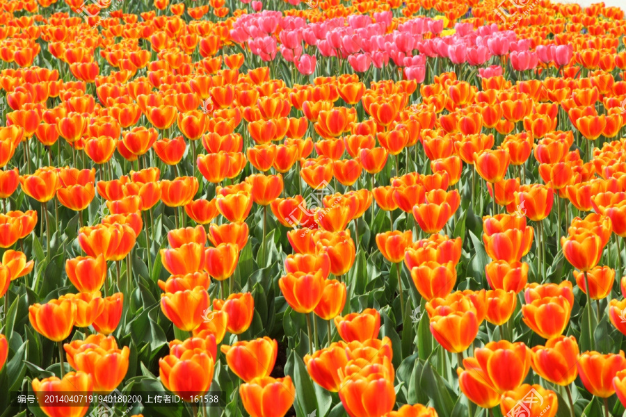 郁金香花海