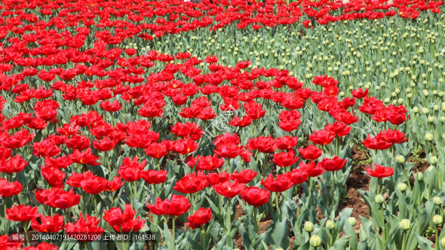 郁金香花海