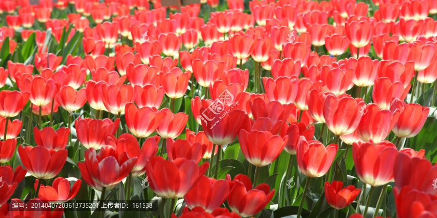 郁金香花海,粉红色