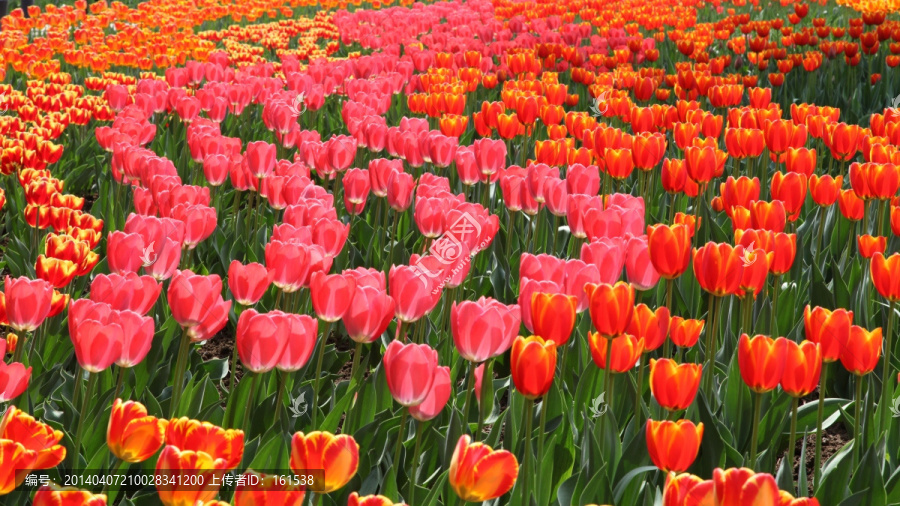 郁金香花海