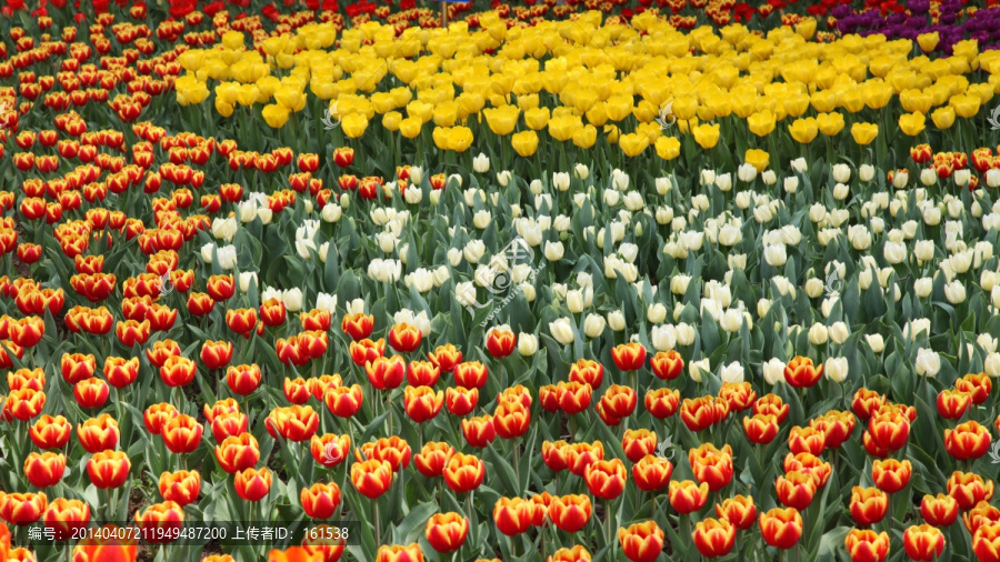 郁金香花海,各种颜色