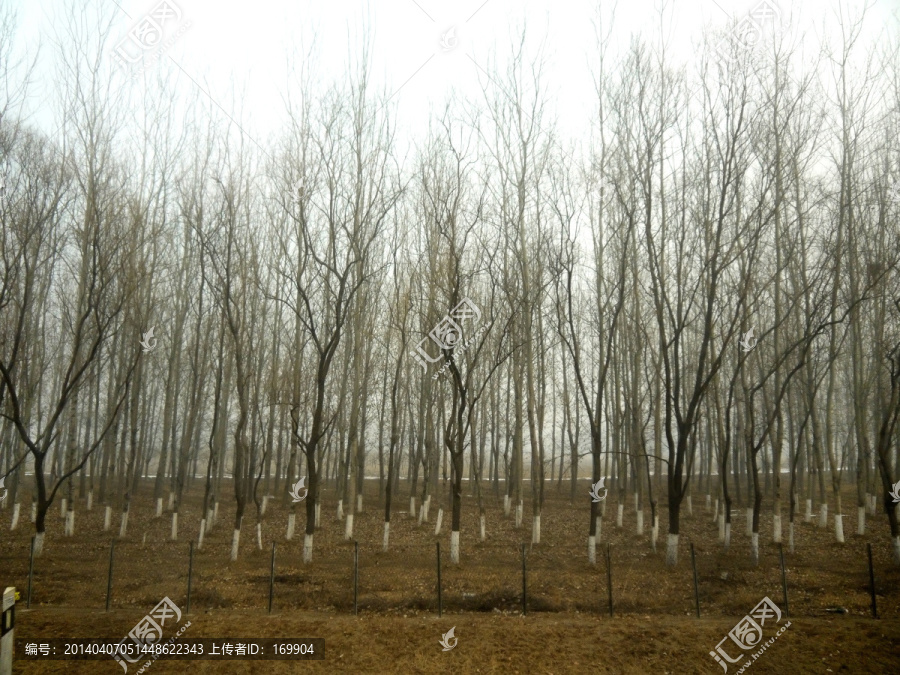冬季,杨树林