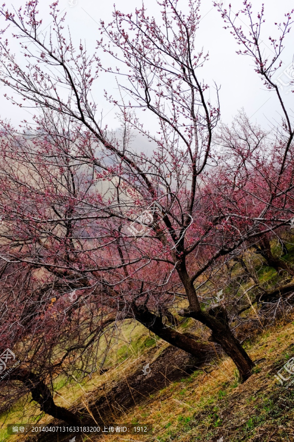 野杏树