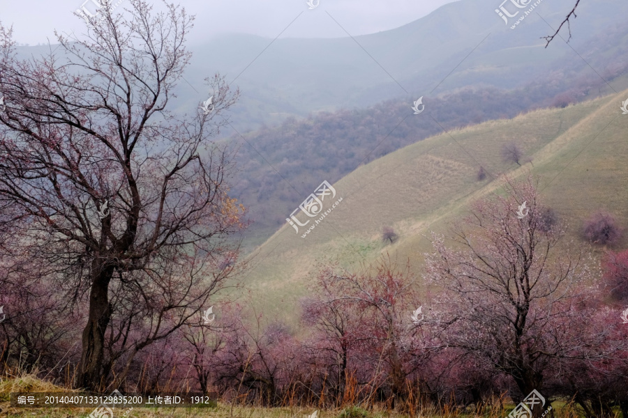 野杏树
