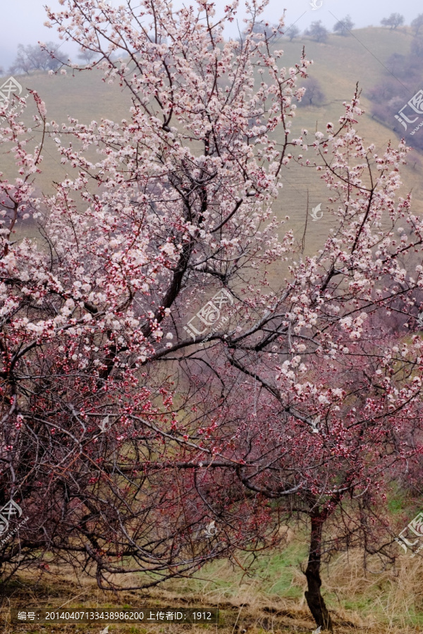杏花沟