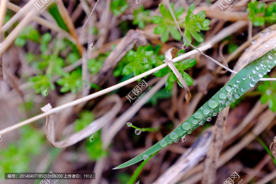 小草