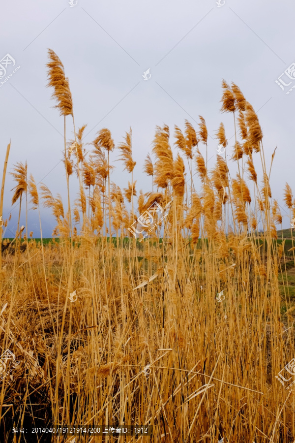 芦苇
