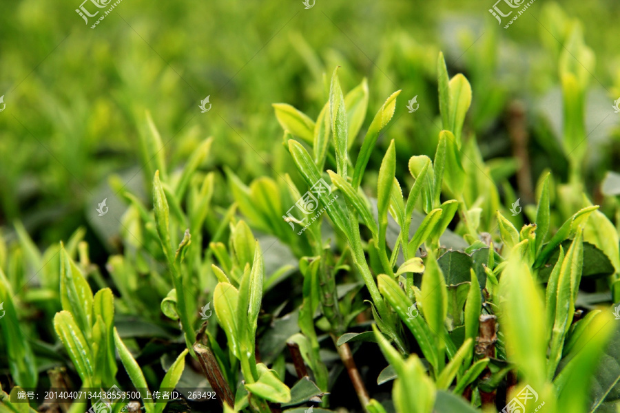 茶树芽