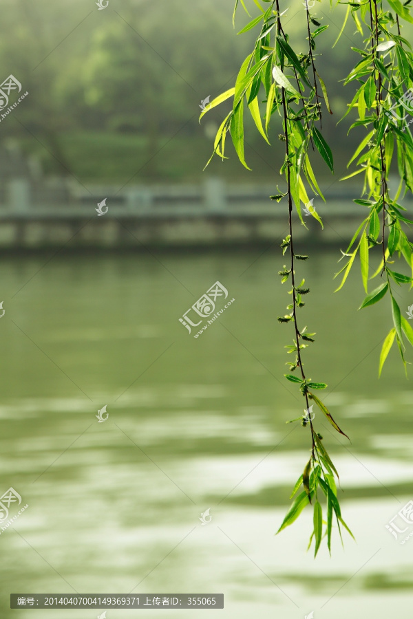 垂柳