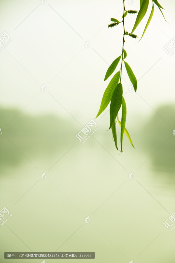 垂柳
