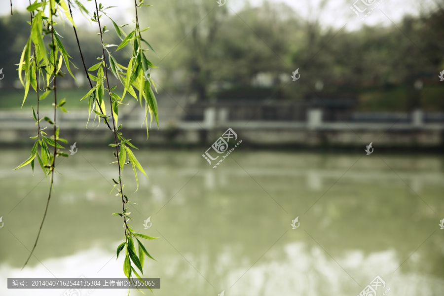 垂柳