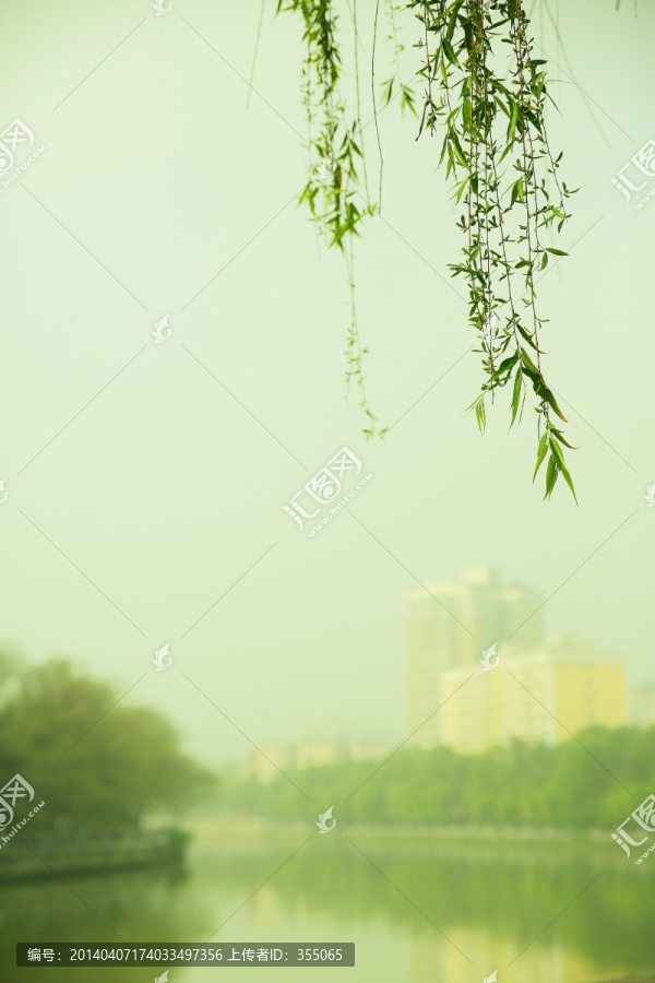 垂柳