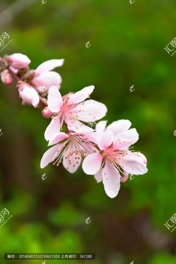 粉红桃花
