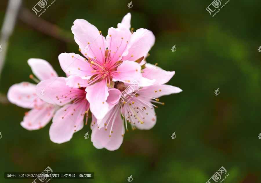 桃花