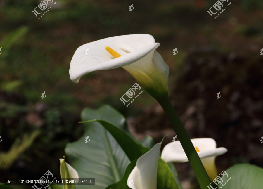 马蹄莲