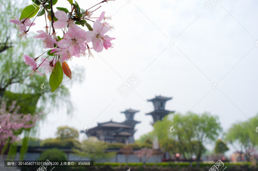 樱花
