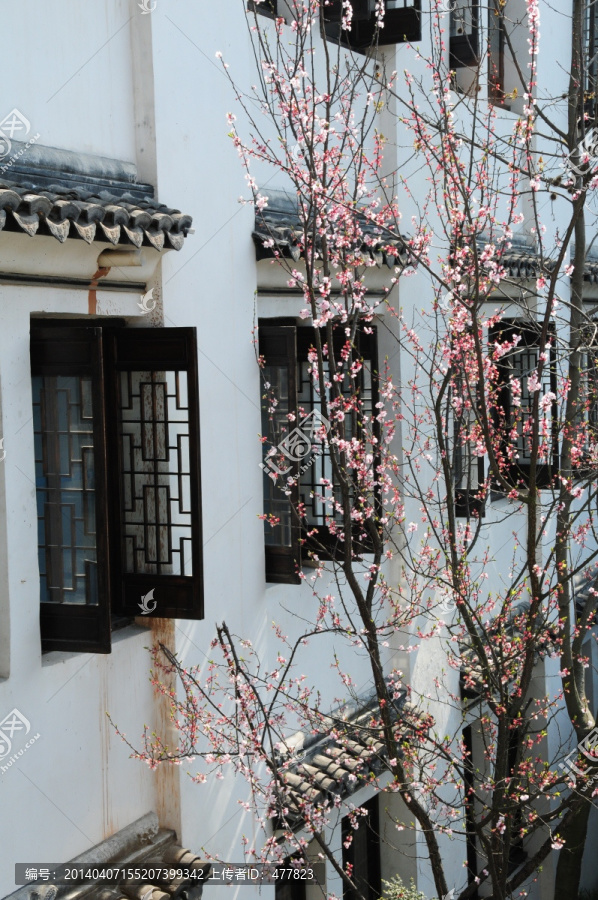 江南古建一角窗边桃花