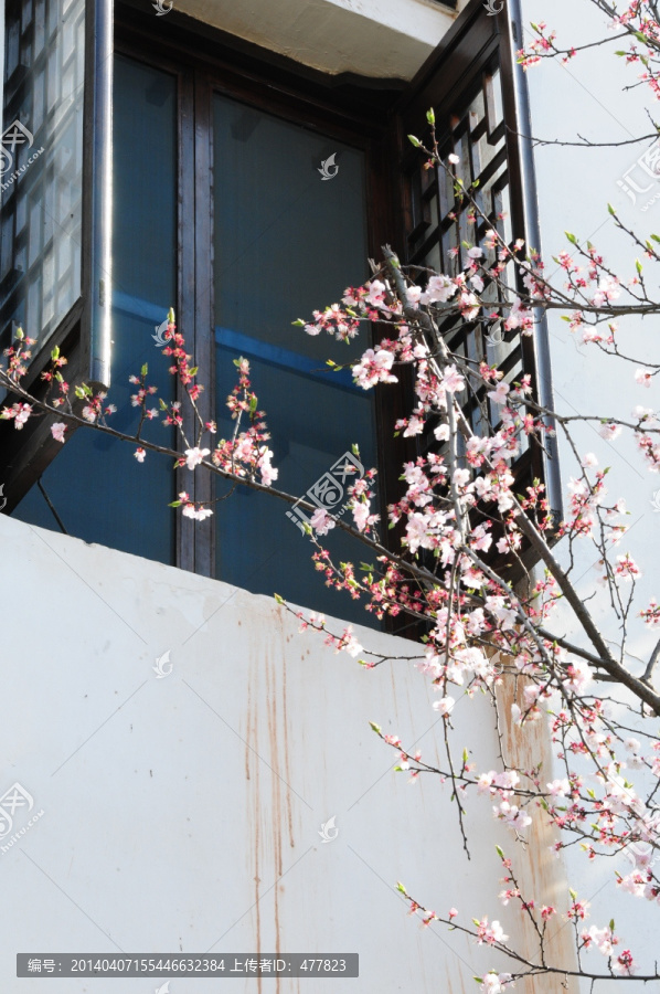 江南古建一角窗边桃花