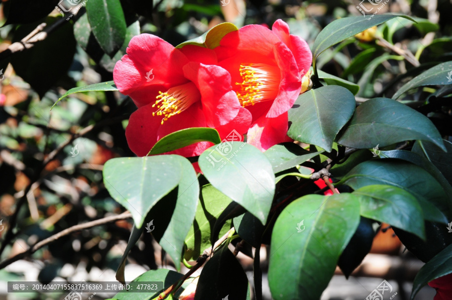 花卉,茶花