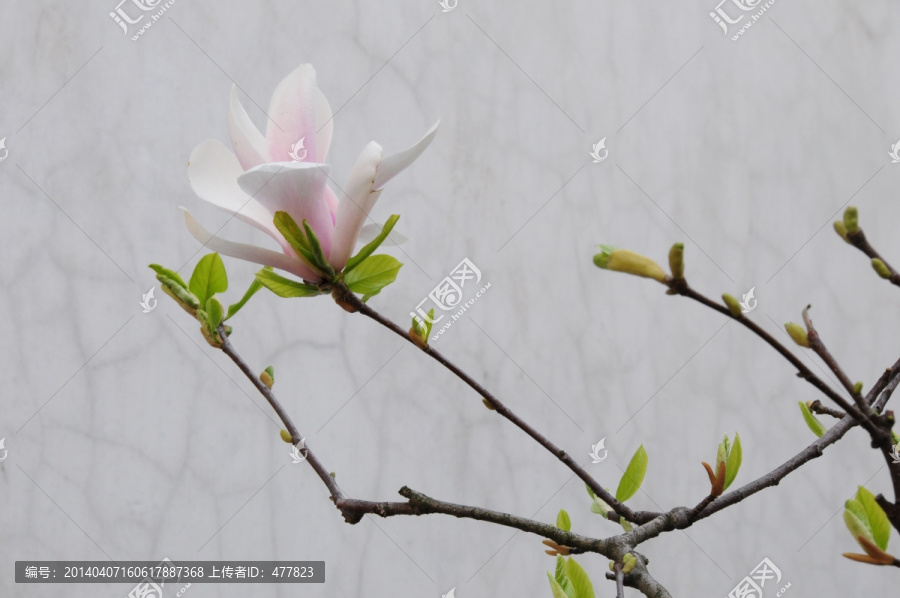 玉兰
