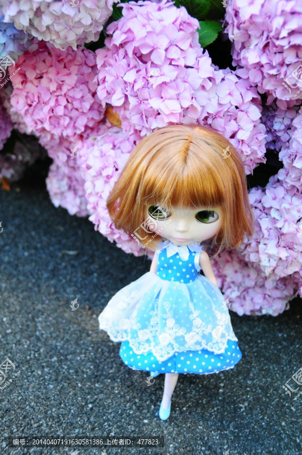 紫阳花与小布Blythe