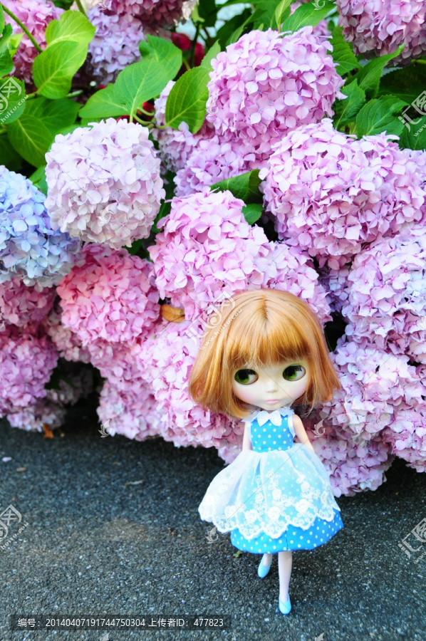 紫阳花与小布Blythe