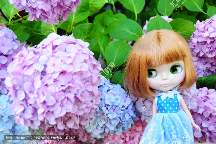 紫阳花与小布Blythe