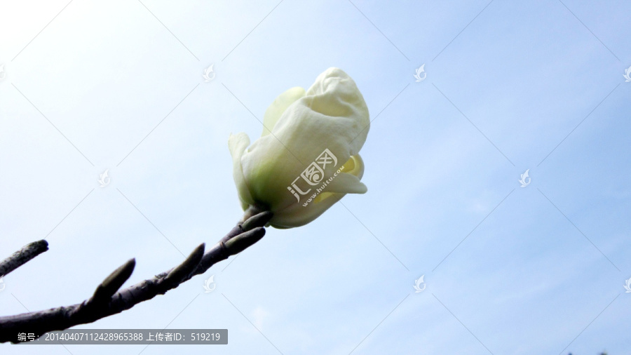 玉兰花,花苞