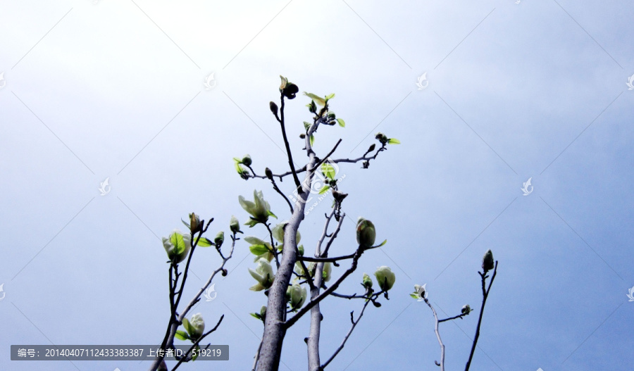 玉兰花