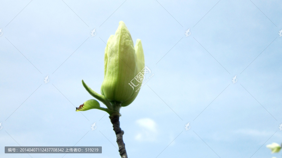 玉兰花,花苞