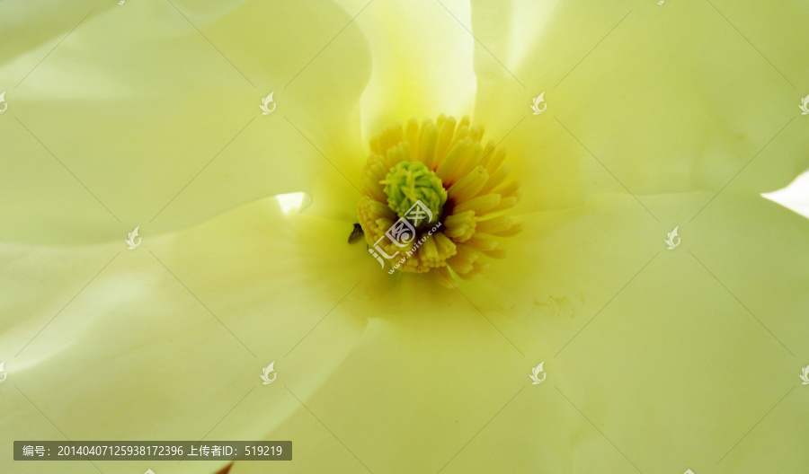 玉兰花,花芯