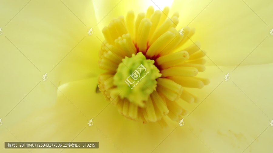 玉兰花