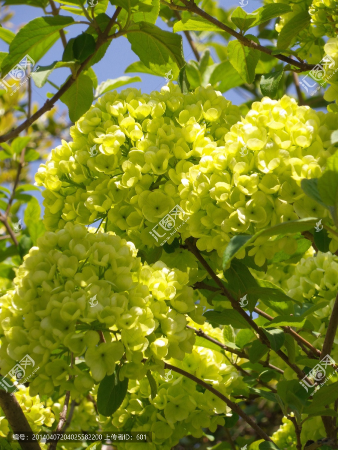绣球花
