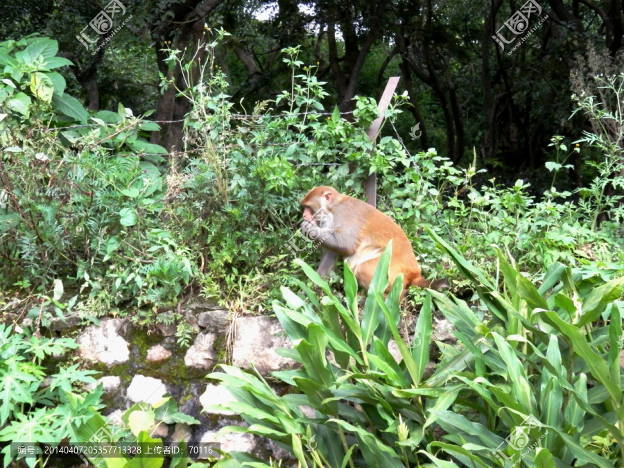 猴子
