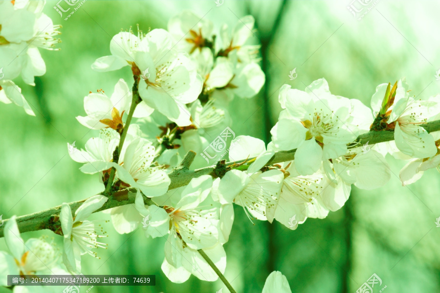 桃花