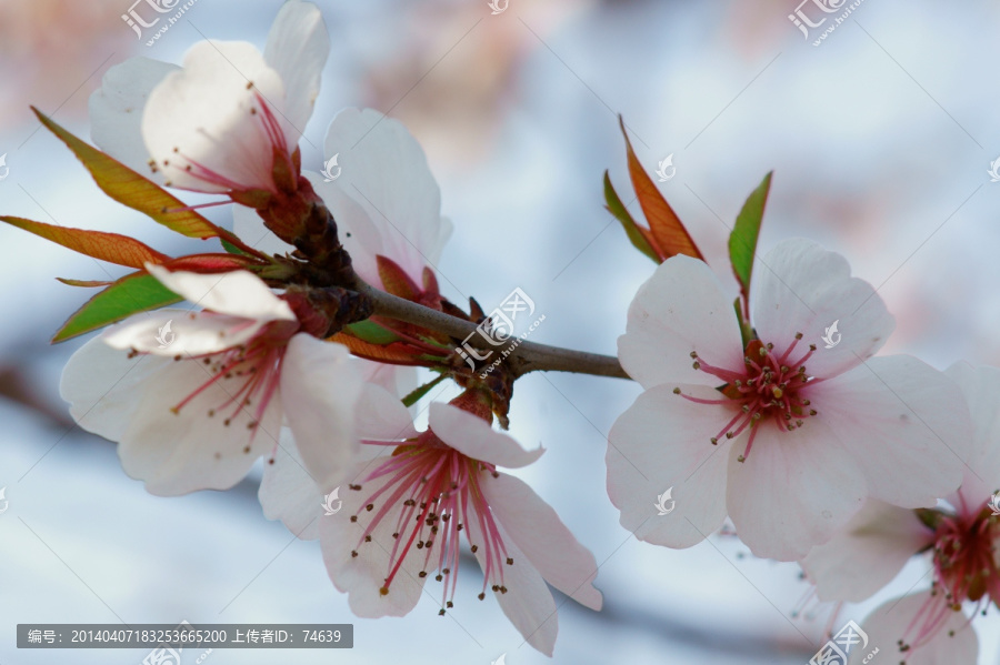 桃花