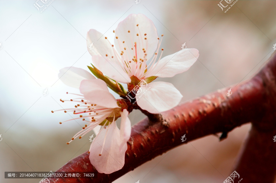 桃花