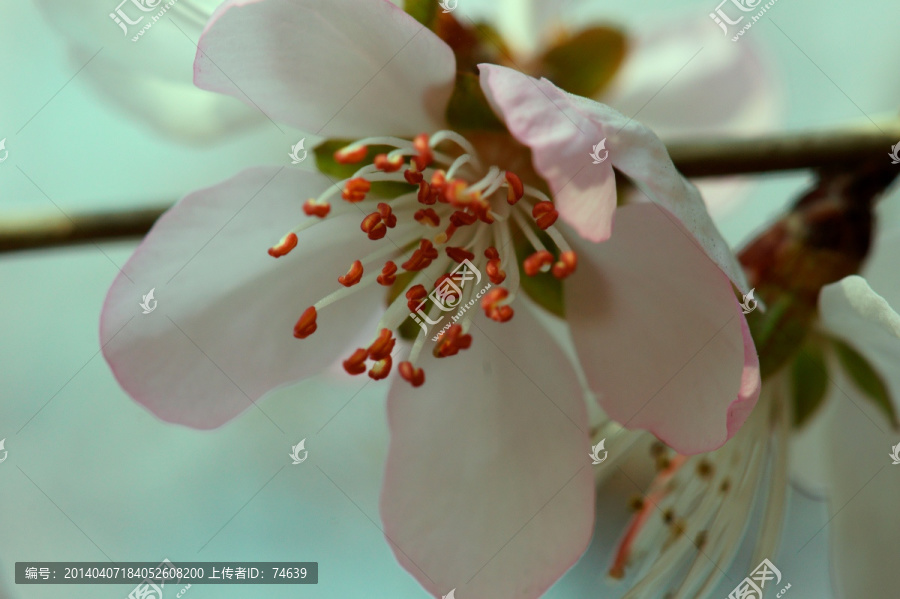 桃花