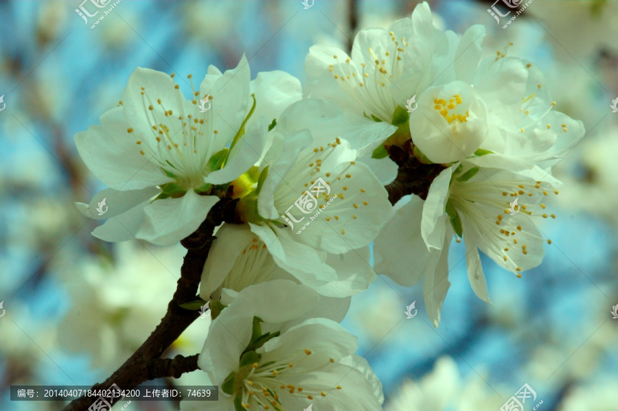 桃花