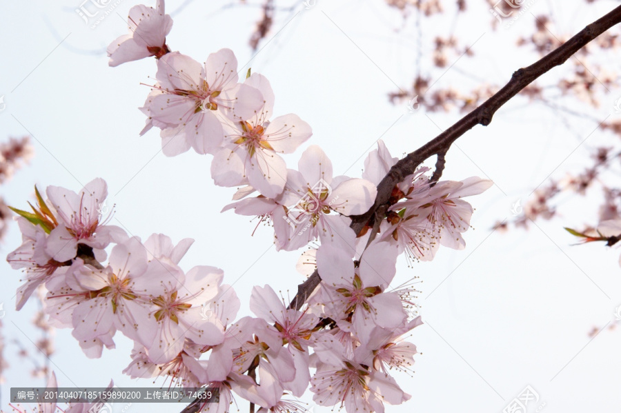 桃花