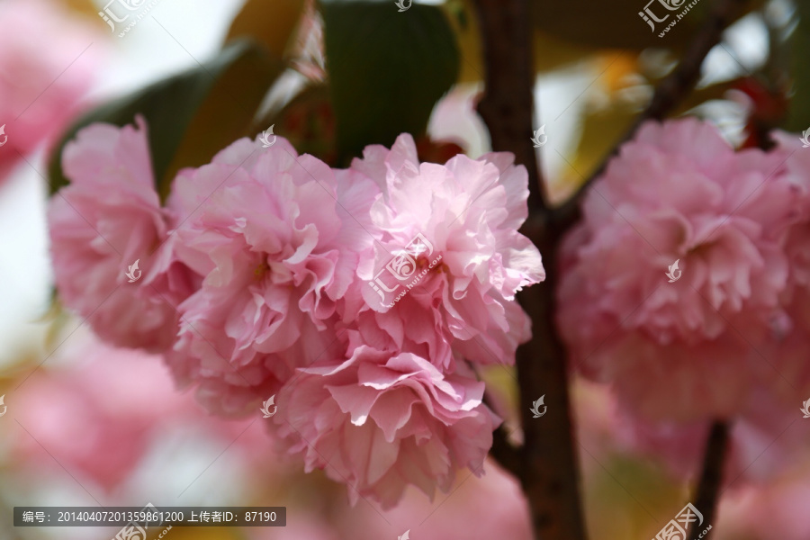 樱花