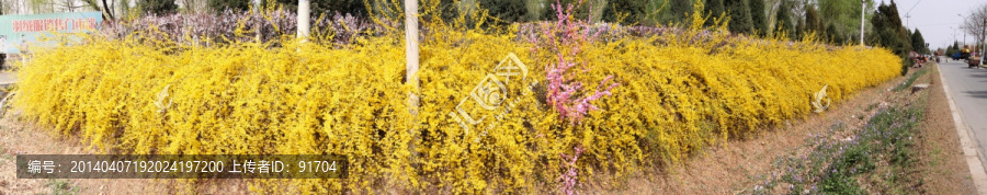 迎春桃花180全景