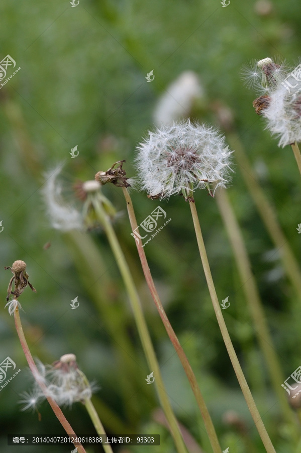 蒲公英