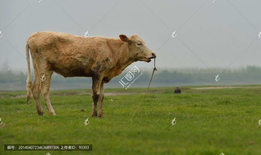 牛
