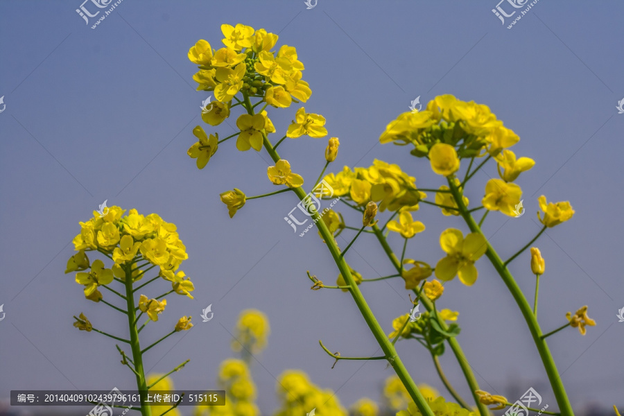 蓝天下盛开的油菜花